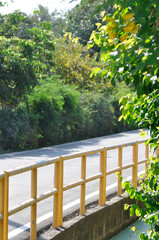 canal, road or street and tree