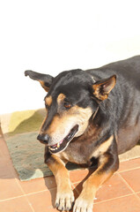 dog , black dog or old dog on the floor