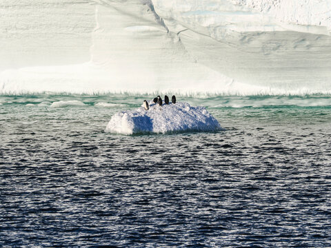 Adelie Penguins take to a ice floe alongside the Ross Sea Ice Shelf