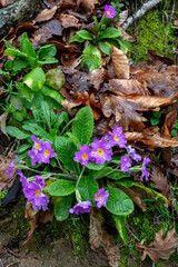 Primula vulgaris, the common primrose, is a species of flowering plant in the family Primulaceae, native to Eurasia.