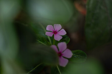 Soft Focus Pink Periwinkle Flower in Natural Light