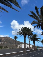 palm trees in the desert