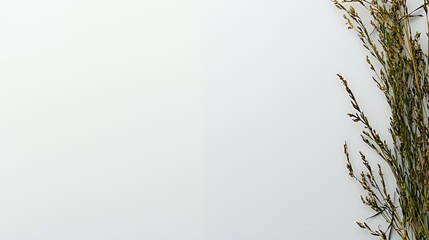 Obraz premium Dried Flowers on White Background