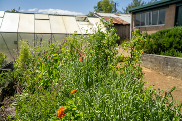 holistic vegetable garden growing in springtime