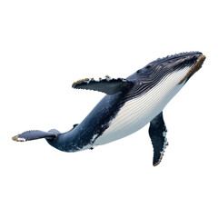 Humpback whale swimming in ocean marine life underwater