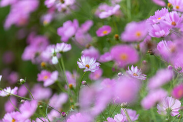 コスモス畑に咲くピンクのコスモス