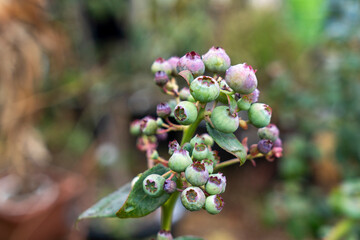Blueberry Bush with Ripening and Ripe Berries in a Natural Garden Setting
