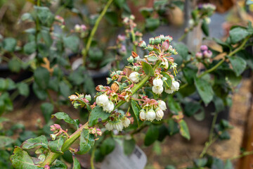 Delicate Promise: Blueberry Blossoms in Spring