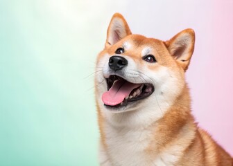 Happy Shiba Inu Dog Portrait
