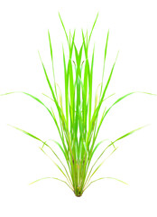 Rice green grass isolated on white