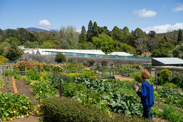 holistic vegetable garden growing in springtime
