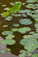 연꽃에 비친 반영