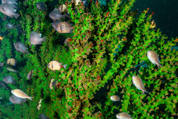 Indonesia, Raja Ampat, Black Tree Coral (Tubastrea micranthus)