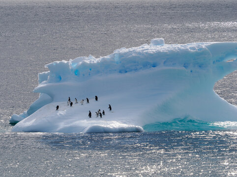 Adellie Penguins take to Antarctic Ice Floe