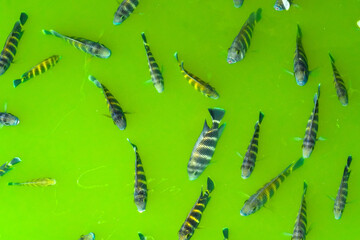 Many tilapia pop up to breathe on the surface because of lack of oxygen green water