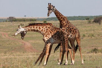 Girafe