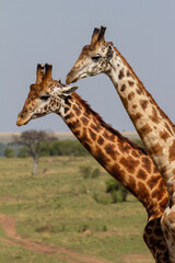 Girafe