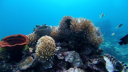 An underwater ecosystem built by colonies of tiny animals 