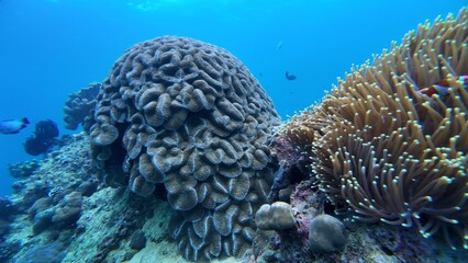 An underwater ecosystem built by colonies of tiny animals 