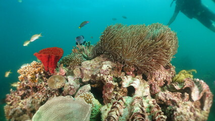 An underwater ecosystem built by colonies of tiny animals 
