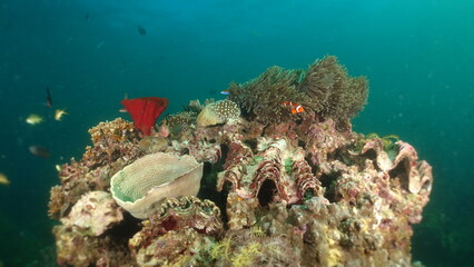 An underwater ecosystem built by colonies of tiny animals 