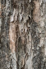 A high-resolution close-up of textured, weathered tree bark with natural cracks, rough patterns, and earthy tones, ideal for backgrounds and nature themes.