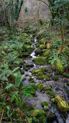 Fototapeta premium Stream in the forest with lush vegetation on its surroundings