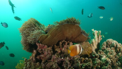 An underwater ecosystem built by colonies of tiny animals 
