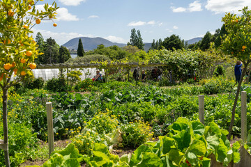 holistic vegetable garden growing in springtime