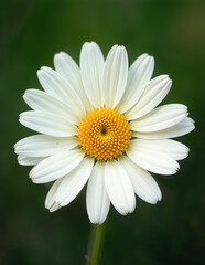 Obraz premium daisy flower closeup