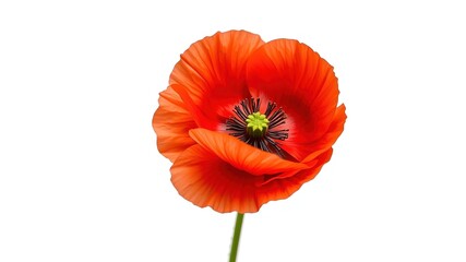 Obraz premium Red Poppy Blossom on White Background - Perfect for Your Design