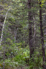 Fototapeta premium green spruce in the foreground and dense spruce forest in the background 