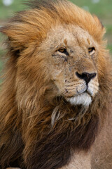 Fototapeta premium Lion