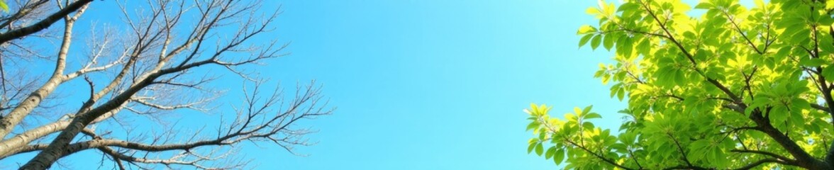 Contrast between bare and green branches in the clear blue sky, spring, foliage