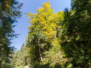 Fototapeta premium Forest on a mountain slope at autumn sunny day