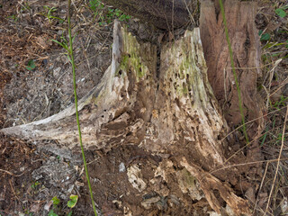 Part of rotten destroyed stump in overcast day, top view