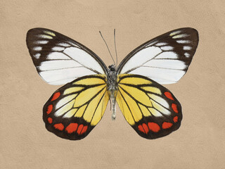 Vintage Butterfly Wall Art