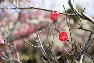 早春の梅