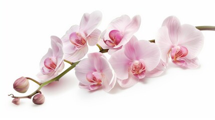 A single white orchid with subtle pink hues, gracefully positioned against a simple white background.