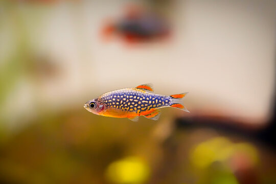 Pearl danio margaritatus freshwater fish is often as often referred as Microrasbora Galaxy, galaxy rasbora or celestial pearl danio in nature aquarium. Macro aquascaping photography