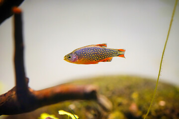 Obraz premium Pearl danio margaritatus freshwater fish is often as often referred as Microrasbora Galaxy, galaxy rasbora or celestial pearl danio in nature aquarium. Macro aquascaping photography