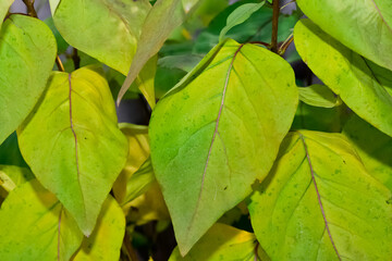 Photos of yellowed tree leaves in autumn.