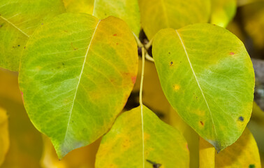 Photos of yellowed tree leaves in autumn.