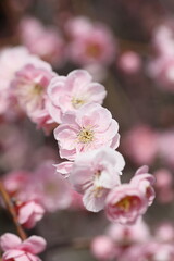 Fototapeta premium 早春の梅