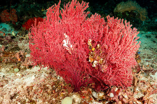 Indonesia, Raja Ampat, Knotted Fan Coral (Melithaea ochracea)