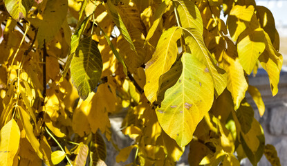 Photos of yellowed tree leaves in autumn.