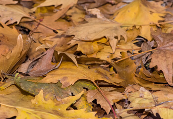 Photos of yellowed tree leaves in autumn.