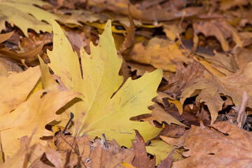 Photos of yellowed tree leaves in autumn.