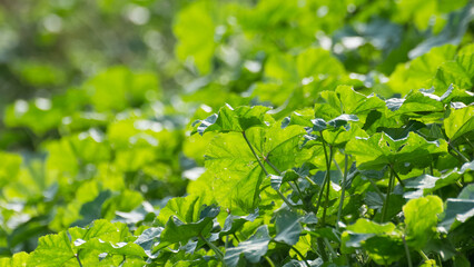 Photos of yellowed tree leaves in autumn.
