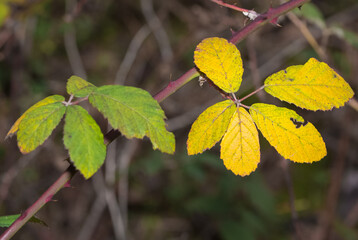 Photos of yellowed tree leaves in autumn.